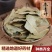 四季青中药材正品冬青叶小叶冬青无硫精选冻青冬青叶