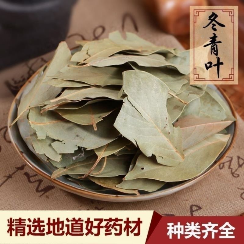 四季青中药材正品冬青叶小叶冬青无硫精选冻青冬青叶