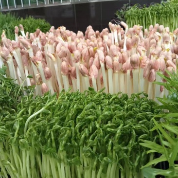水培芽苗菜