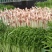 水培芽苗菜