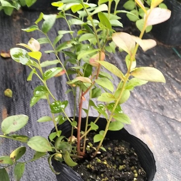 北陆蓝莓苗，保质保量，可以视频验货，欢迎咨询