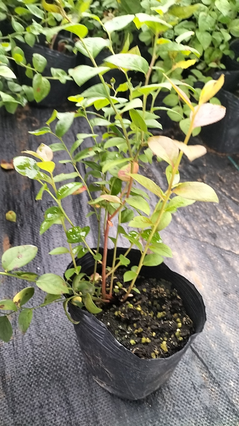 北陆蓝莓苗，保质保量，可以视频验货，欢迎咨询