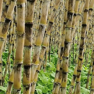 精品青皮甘蔗，黄皮甘蔗，一手货源，货量充足，欢迎采购