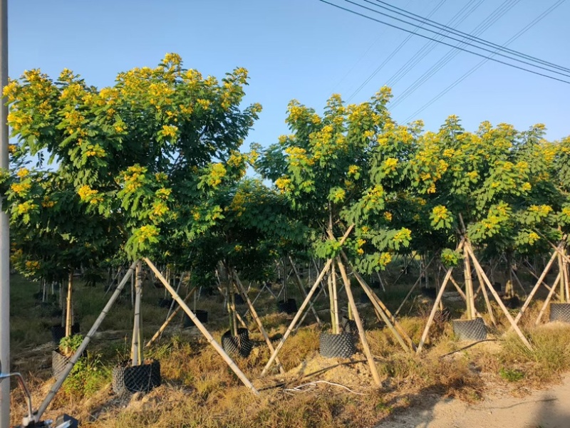 黄槐