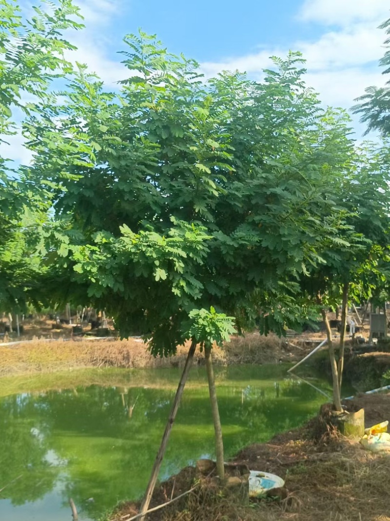黄槐
