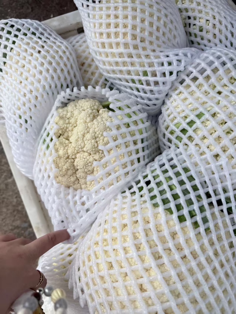 有机花菜优质松花菜大量上市，一手货源，可发全国各地市场