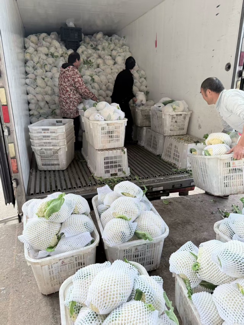有机花菜优质松花菜大量上市，一手货源，可发全国各地市场