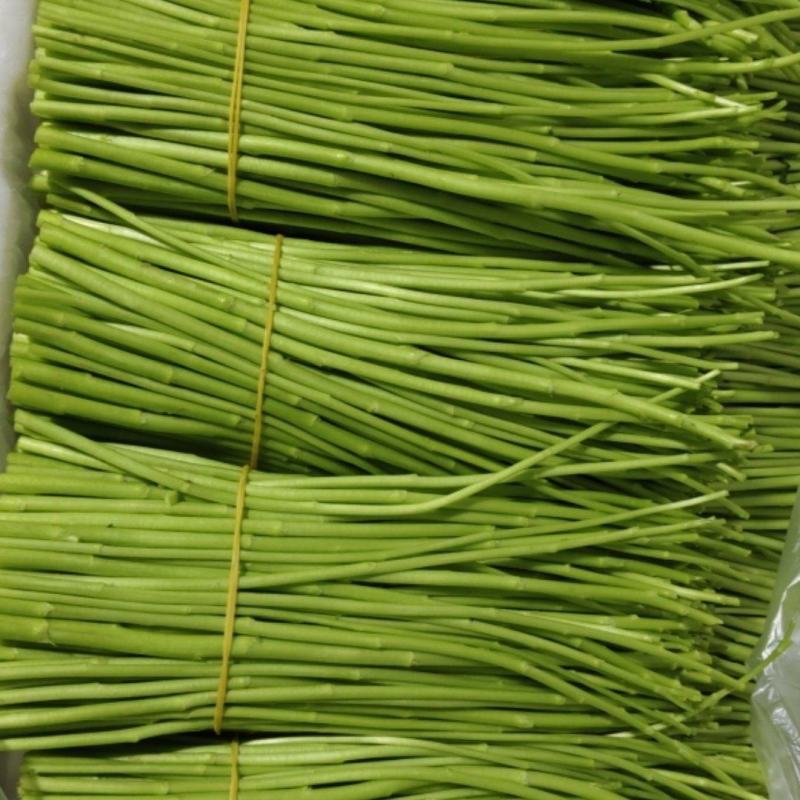 精品芦蒿