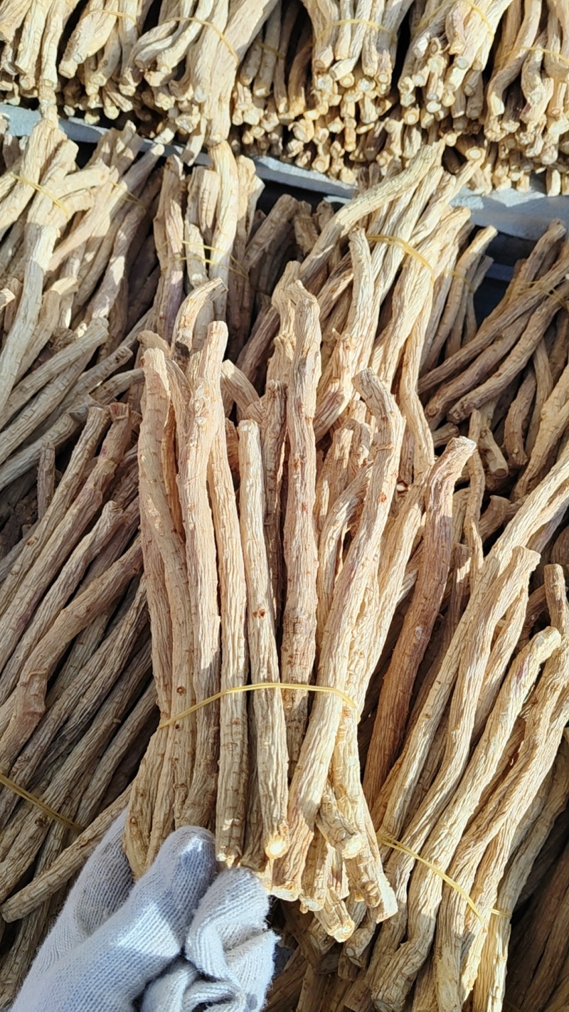 关防风节子精选货