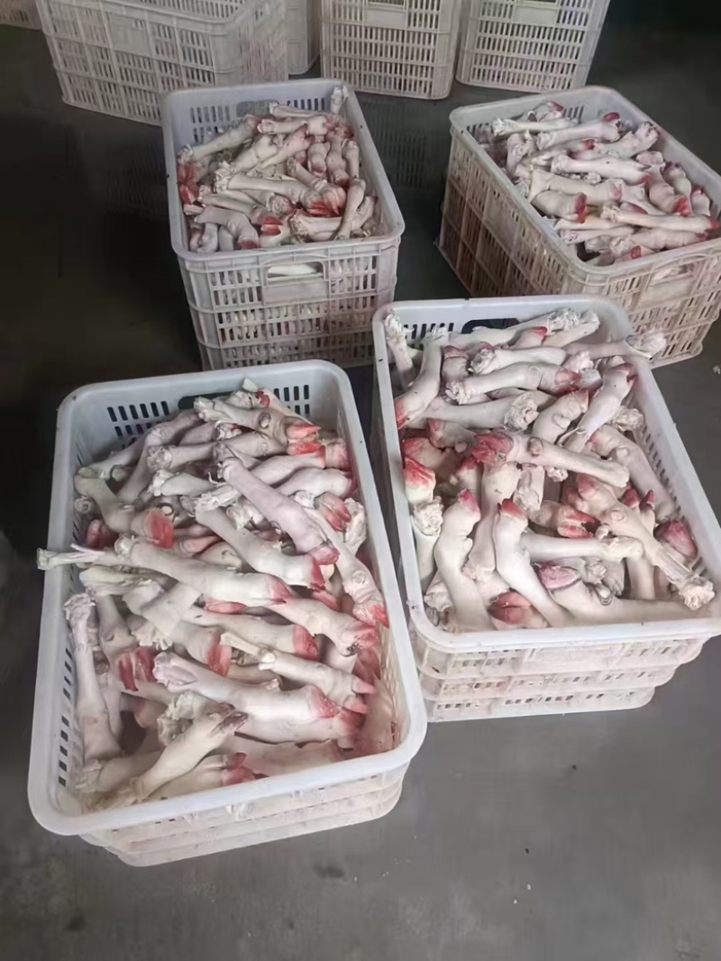 羊蹄，水退羊蹄，品质保障货真价实欢迎来电