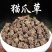 中药材猫爪草干货水洗正品抓草颗粒正宗真的猫爪草