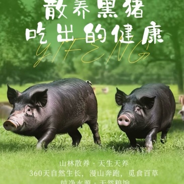 活猪（肥猪，两百斤以上）有7头，正宗跑山猪