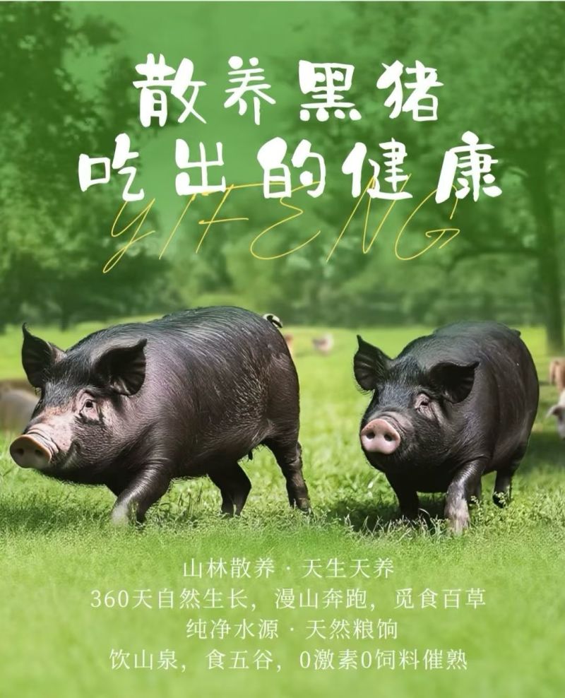 活猪（肥猪，两百斤以上）有7头，正宗跑山猪