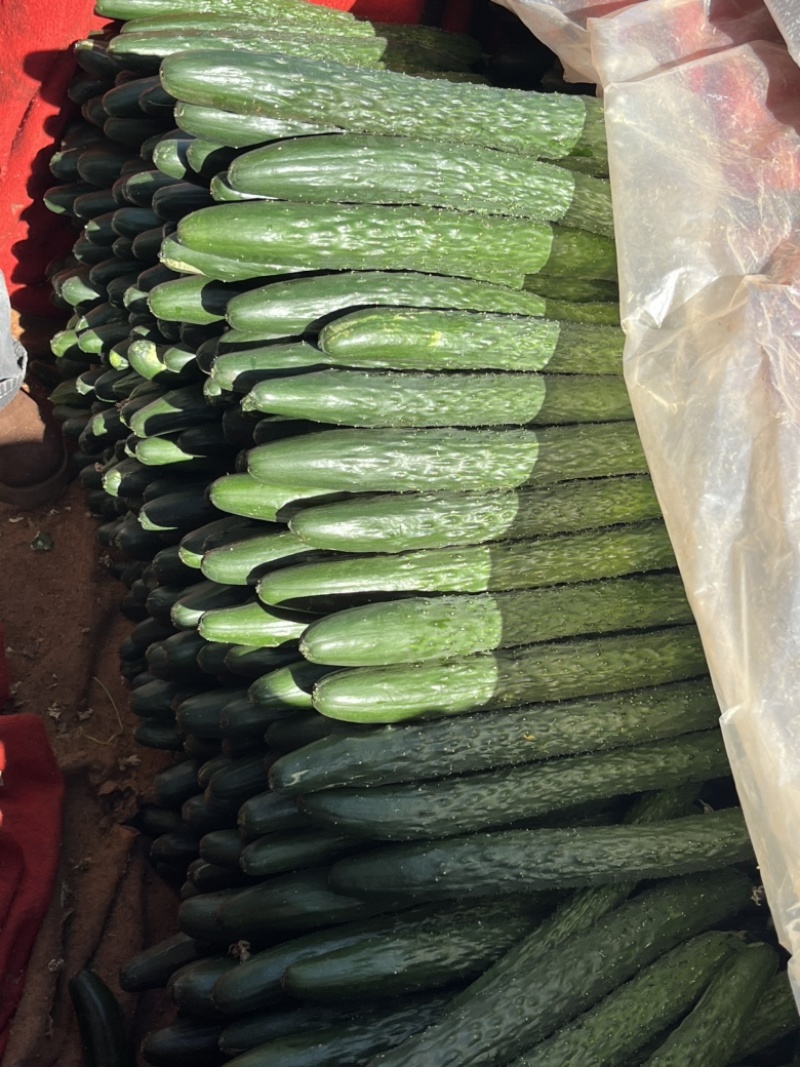 广东湛江精品密刺黄瓜，干花带刺，专人挑选，专业打包
