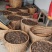 安徽野生茶油籽颗粒均匀干品无杂质产地直发出油率高