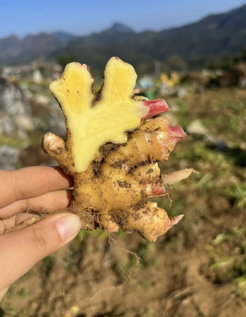 安徽小黄姜一手货源产地直发辛辣味足常年供货欢迎选购