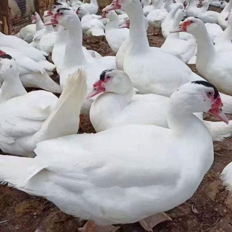 江西白番鸭基地直发对接全国一条龙服务量大从优