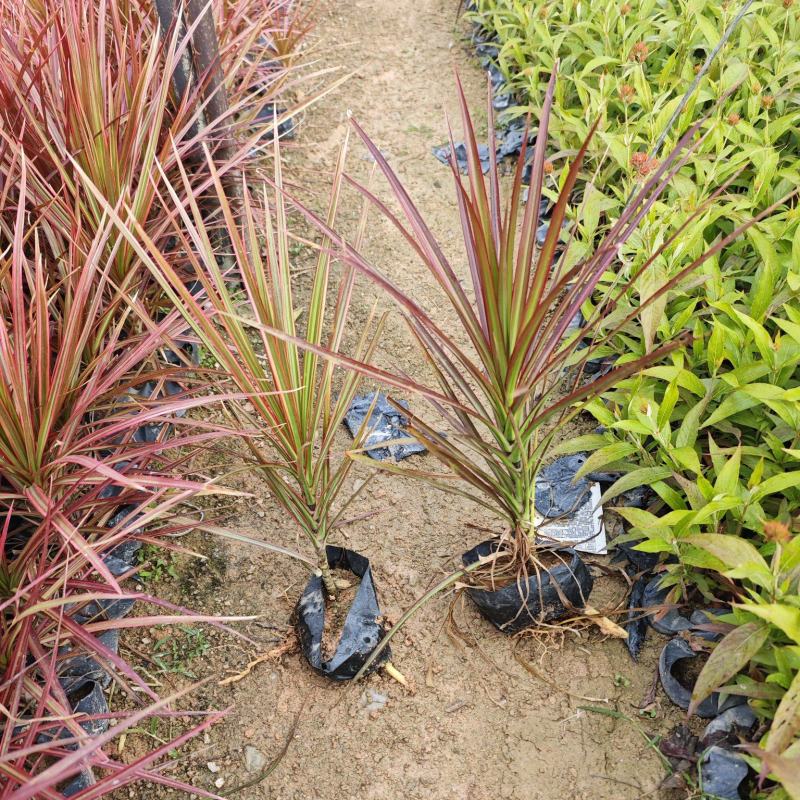 七彩马尾铁千年木袋苗杯苗福建基地批发