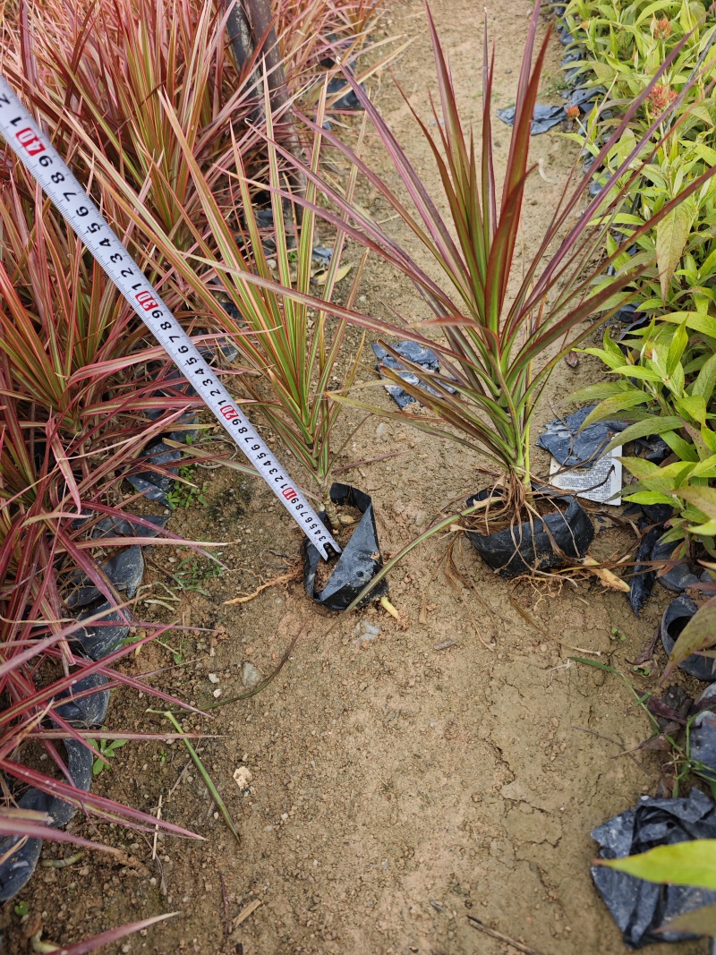 七彩马尾铁千年木袋苗杯苗福建基地批发