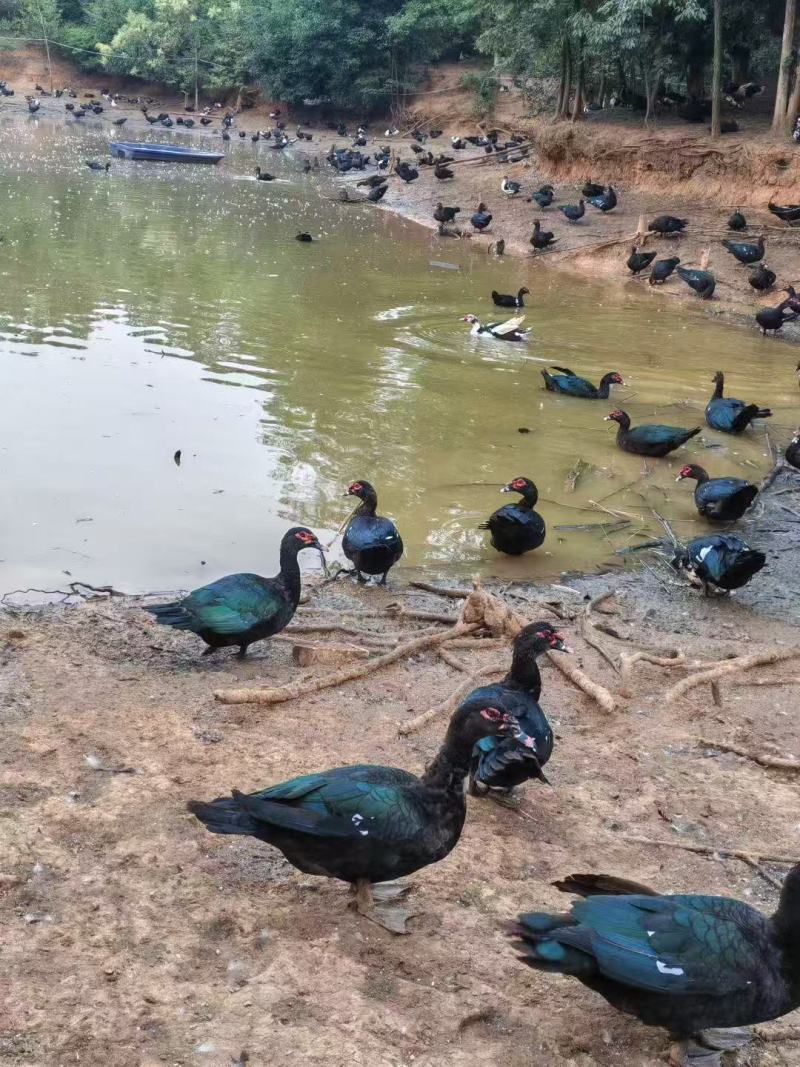 玉土老番鸭养殖场直发对接全国量大从优一条龙服务
