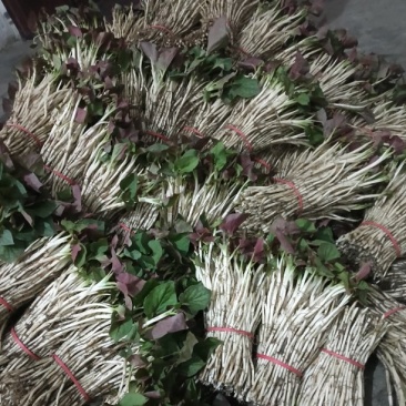 鱼腥草嫩芽