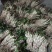 鱼腥草嫩芽