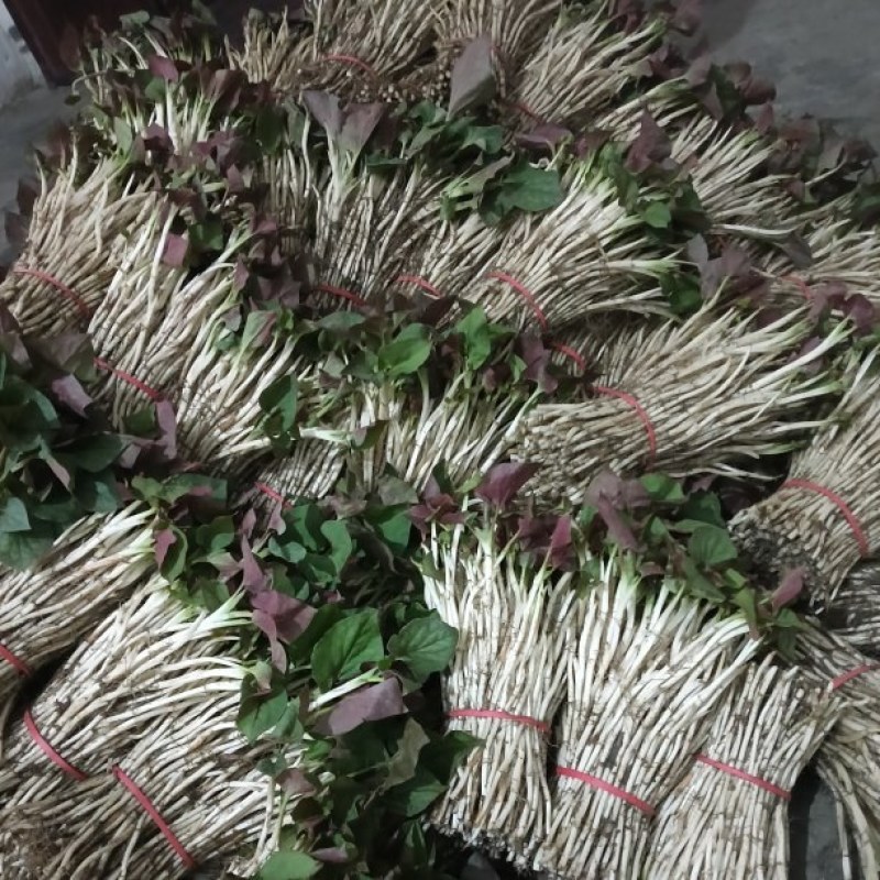 鱼腥草嫩芽