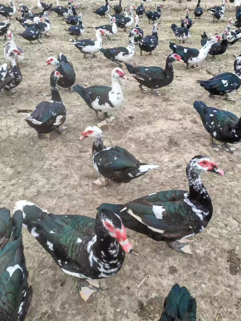 精品大花公番鸭基地直发对接全国一条龙服务量大从优