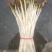 鱼腥草嫩芽