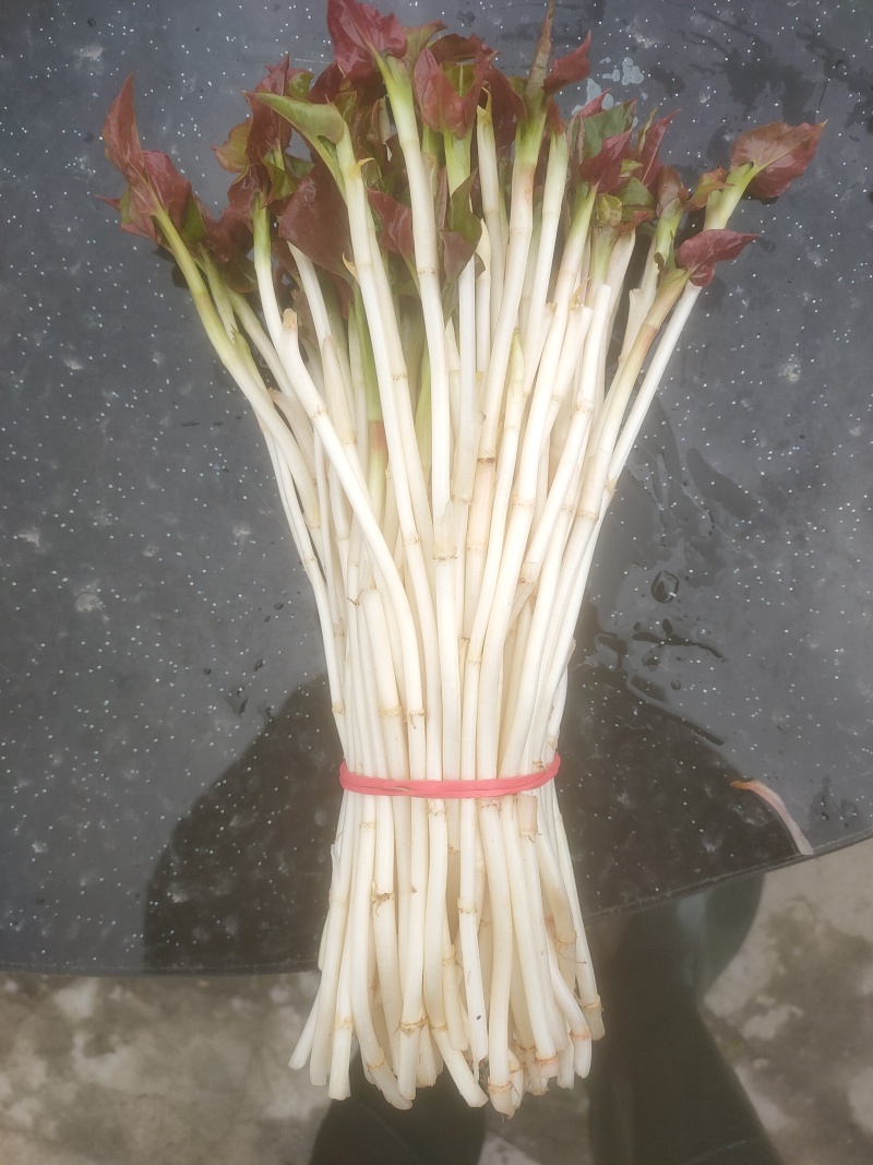 鱼腥草嫩芽