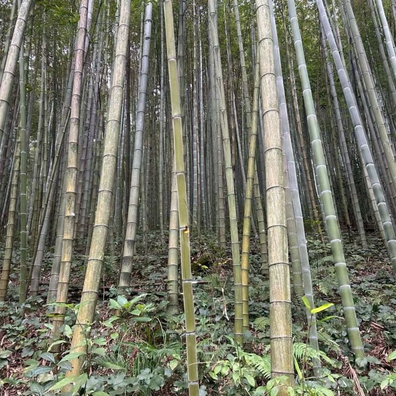 甘蔗桩横杆竹楠竹毛竹