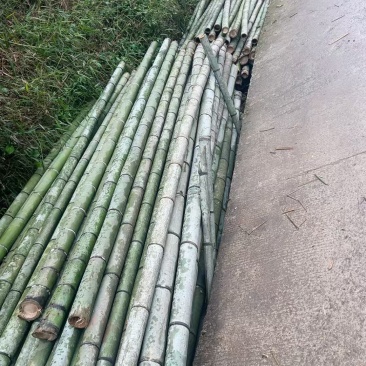 甘蔗桩横杆竹楠竹毛竹