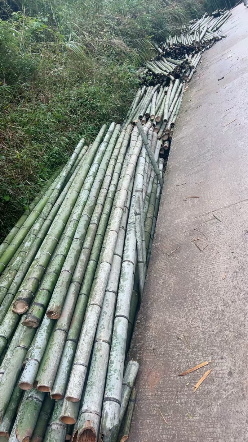 甘蔗桩横杆竹楠竹毛竹