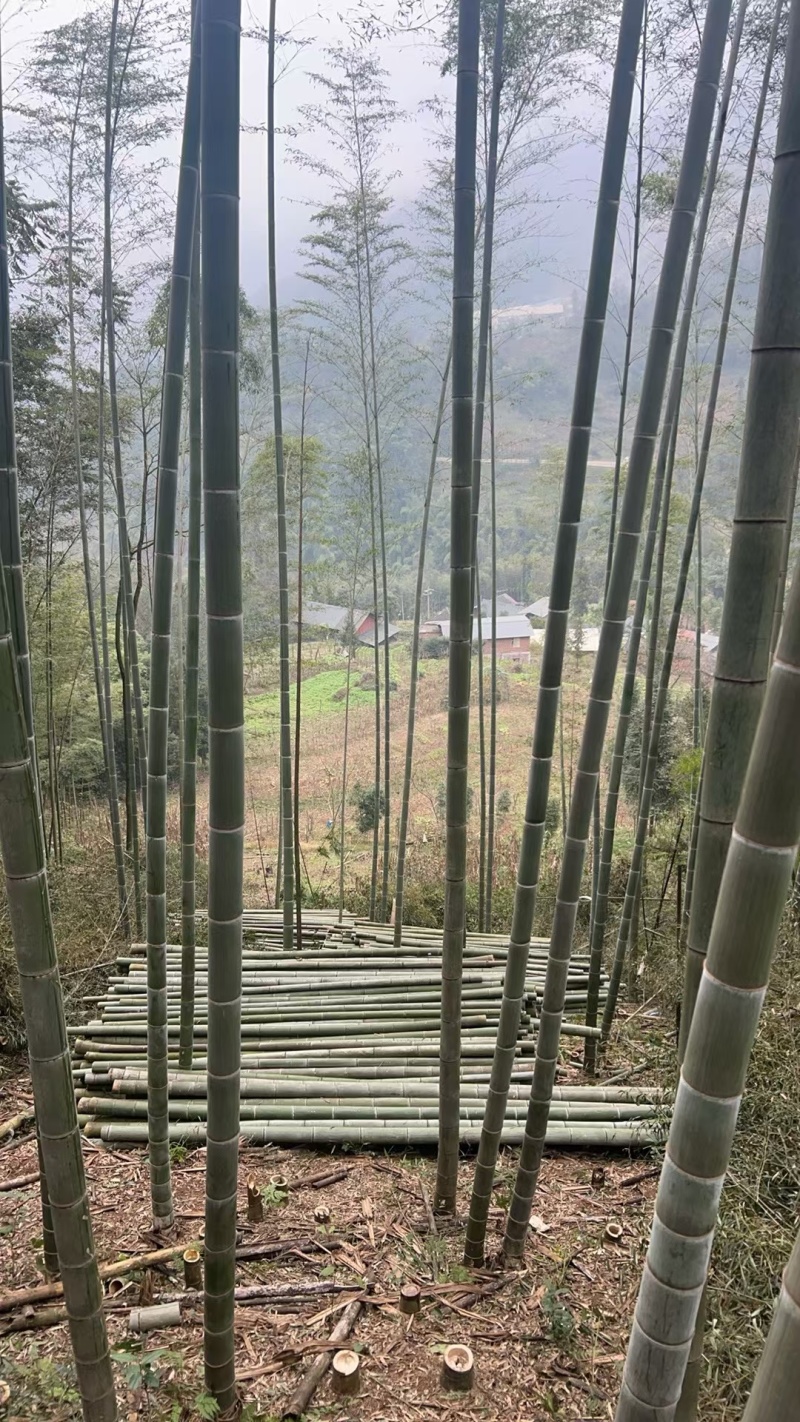 甘蔗桩横杆竹楠竹毛竹