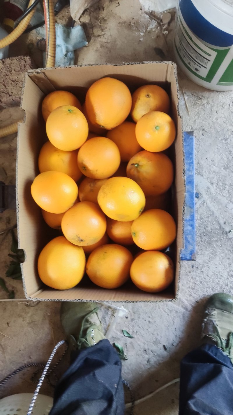 赣南脐橙果园基地直销