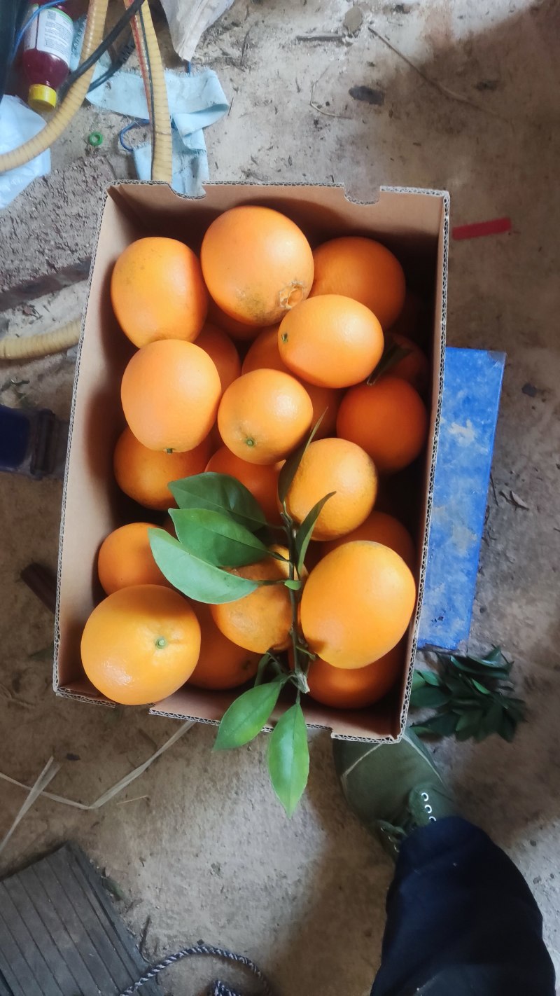 赣南脐橙果园基地直销