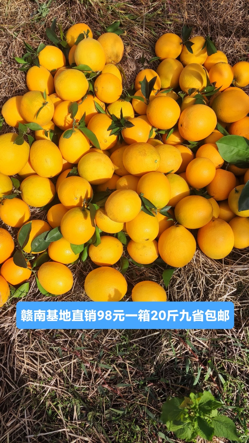 赣南脐橙果园基地直销