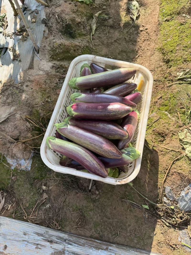 云南冰川茄子大量发货