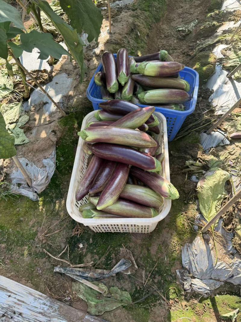 云南冰川茄子大量发货