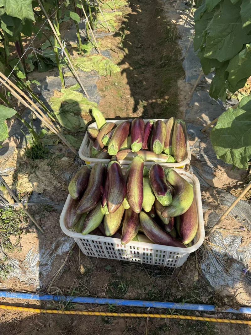 云南冰川茄子大量发货