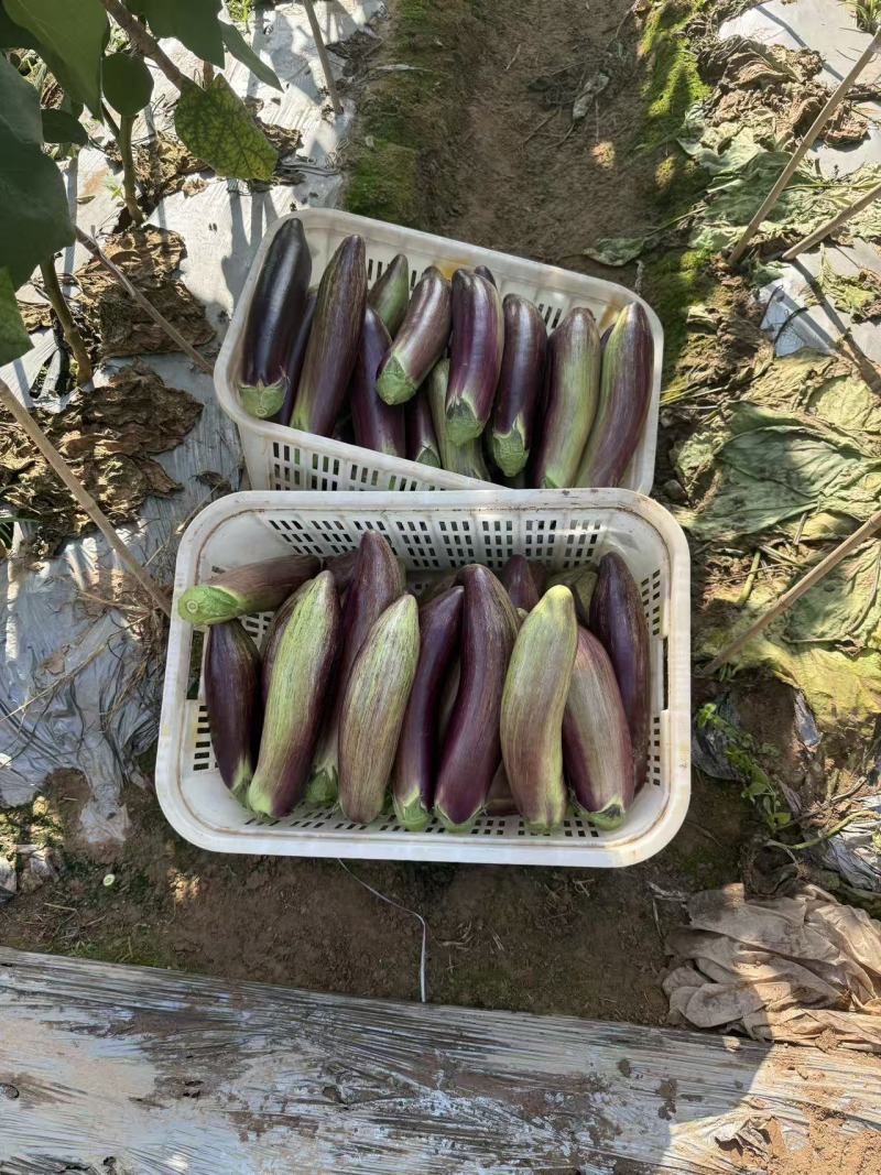 云南冰川茄子大量发货
