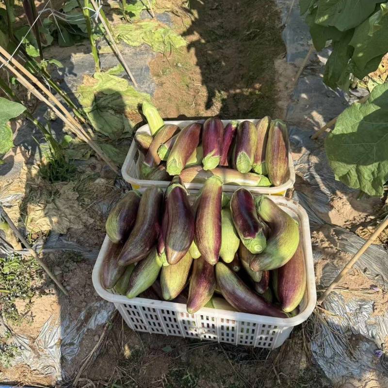 云南冰川茄子大量发货