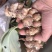 自种沙姜出售