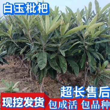 正宗苏州东山白玉枇杷苗，大量批发