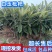 正宗苏州东山白玉枇杷苗，大量批发