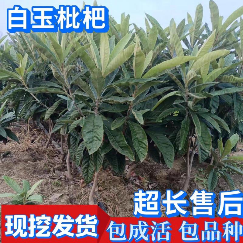 正宗苏州东山白玉枇杷苗，大量批发