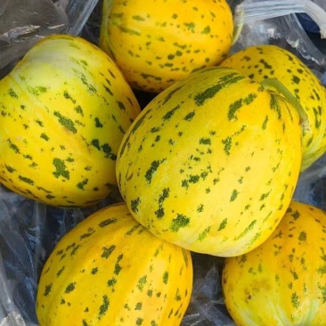 花蜜荣耀甜瓜种子超甜八里香甜瓜黄皮绿肉甜瓜