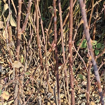 红帽月季北方庭院耐寒绿