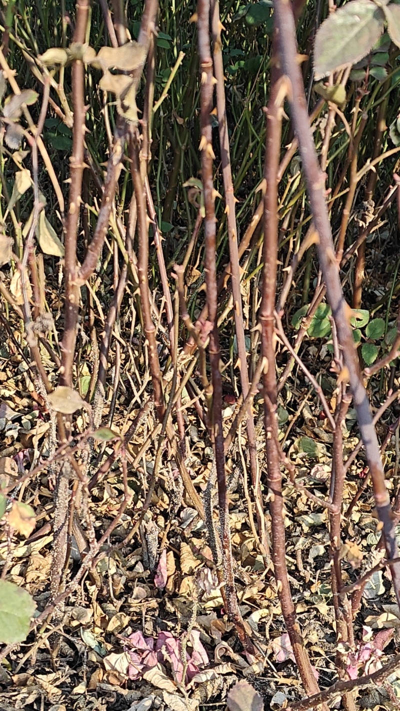 红帽月季北方庭院耐寒绿