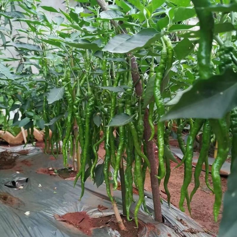 小赛道全螺旋螺丝椒长线辣椒种子长果早熟辣味浓抗病性强基地